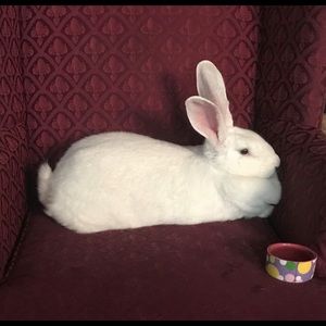 Meet your Posher, James